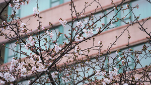 三月春天樱花季樱花树花季花期4k素材60秒视频