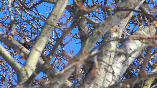 蓝天前的树枝树枝上的鸟树鸟视频