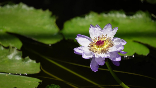 紫色莲花荷花视频