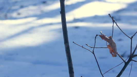 冬树枝上露的干叶树上鲜有视频