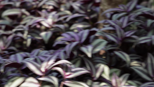 紫色叶子植物植被吊篮视频