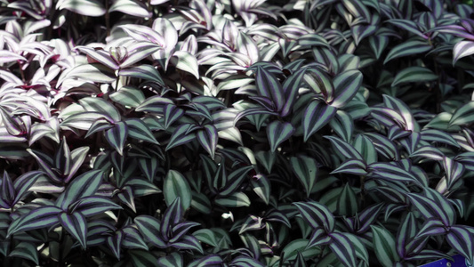 紫色叶子植物植被吊篮视频