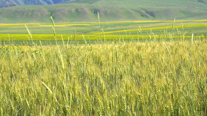 夏日风吹麦浪金黄的小麦田实拍26秒视频