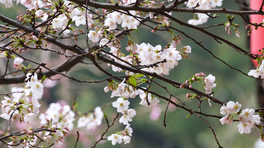 三月春天樱花花季花期樱花树4k素材视频