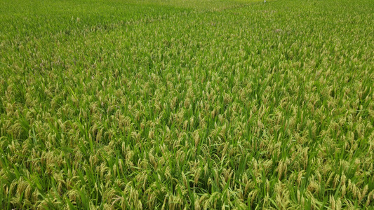 绿色稻田航拍视频