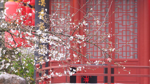春天花季樱花盛开与古建筑4k素材42秒视频