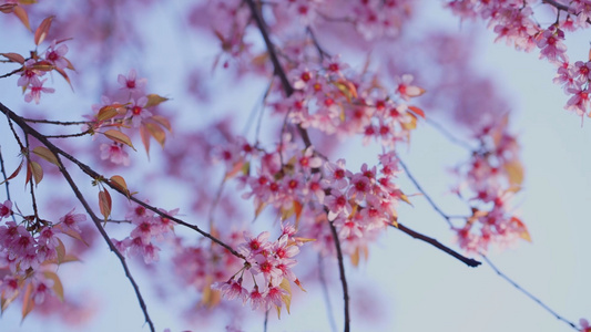云南昆明樱花盛开植物粉色视频