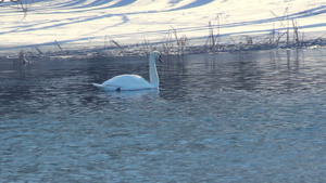 天鹅在下雪附近游过河岸冬季水鸟41秒视频