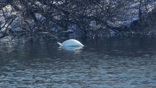 鸟儿在雪覆盖河岸附近游泳视频