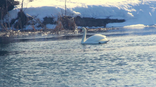 白天鹅在阳光下鸟冷水中游泳雪覆盖河岸视频