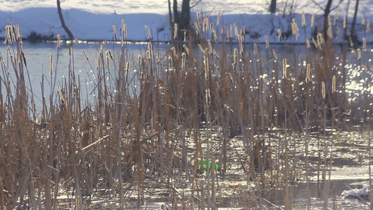 冬天湖面上的干芦苇阳光下的芦苇冬季湖泊中的阳光反射视频