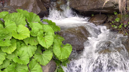 绿色植物在山区水流附近生长视频