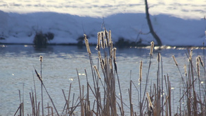 冬季湖干芦苇在冬天摇曳冬季景观冬季河岸31秒视频