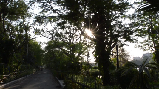 夏天的太阳照射树木视频