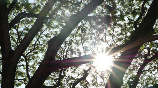 太阳光照亮叶子和树枝视频