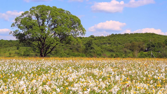 春天晴朗的日子里水仙花开满了田野田间生长的水仙花视频