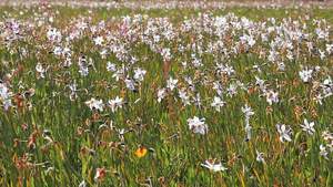 野外白水仙花流淌美丽的景观17秒视频