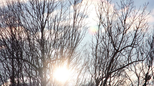 树木1下的太阳视频