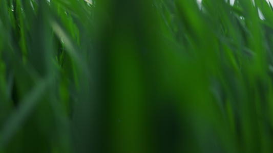 小麦绿色生长在日落夏季农田草地上的风中视频