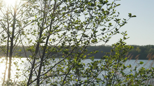 在湖边的春天清晨视频