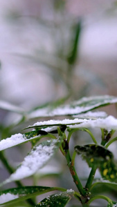 微距拍摄下雪时的绿色植被视频