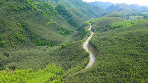 4K航拍重庆百里竹海大山竹林桐子花102秒视频