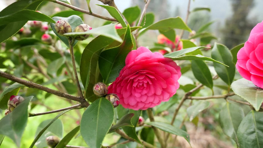 美丽的山茶花花园花海视频