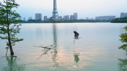 湖中飞翔的鹭鸟素材视频
