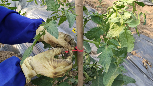 农作物番茄种植基地视频