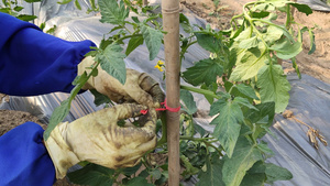 农作物番茄种植基地74秒视频