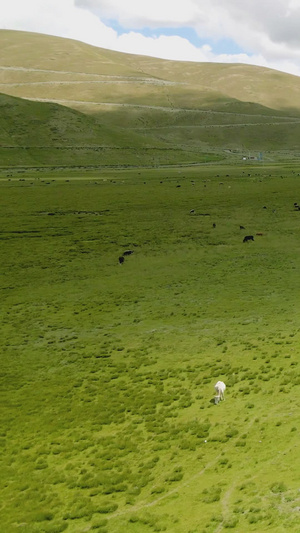 畜牧场草原河边的牛群29秒视频