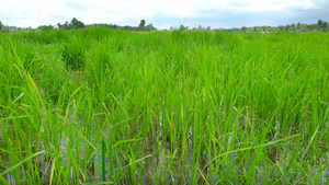 水稻田地农业种植实拍合集4K50秒视频