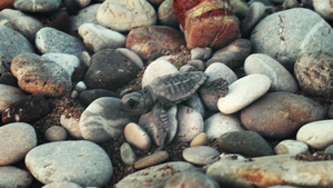 小乌龟缓慢爬行镜头7秒视频