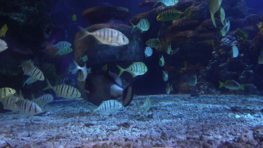 海底神秘深海世界海洋生物视频