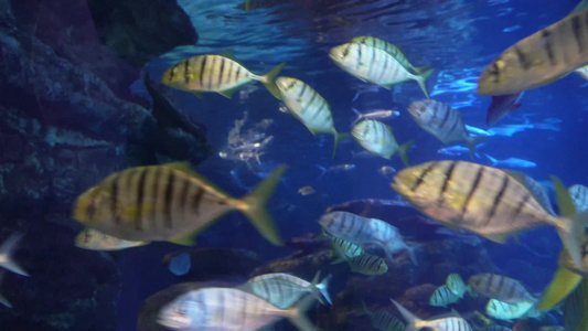 海底神秘深海世界海洋生物视频