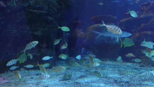 海底神秘深海世界海洋生物视频