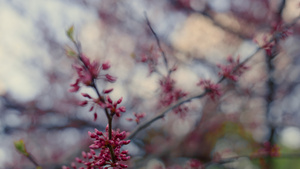 在温暖的春日开花的特写粉红色樱桃树19秒视频