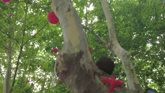 夏日参天大树法国梧桐实拍绿色植物 视频