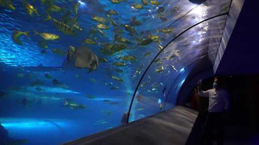 海底隧道海洋馆水族馆视频