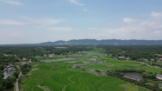 农业种植农田稻田水稻航拍视频