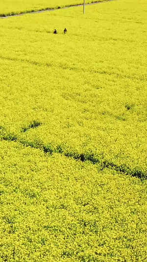 航拍油菜花田133秒视频