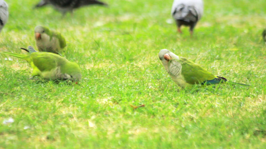 食用绿草的鹦鹉鸟在上行走的绿鹦鹉视频