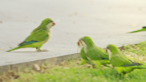 鹦鹉鸟在夏季公园行走鹦鹉鸟在城市公园行走7秒视频