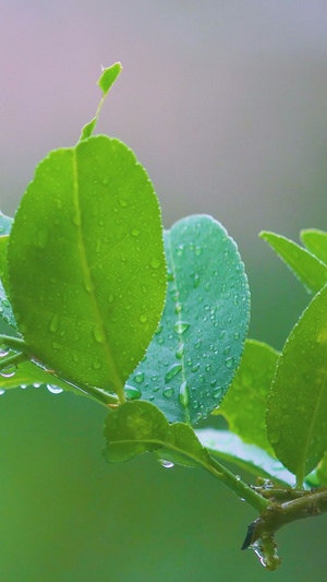 植物叶子暴雨天气素材18秒视频