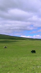 航拍青海草原上牦牛群畜牧业视频