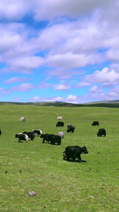 航拍青海草原上牦牛群草原风光视频
