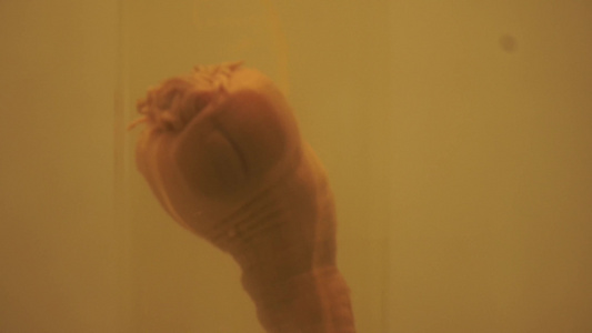 海葵深海海产标本视频