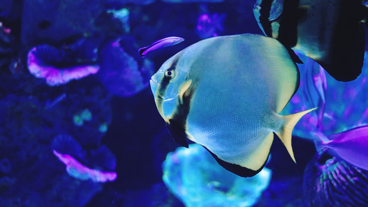 水族馆里小鱼嬉戏空镜视频