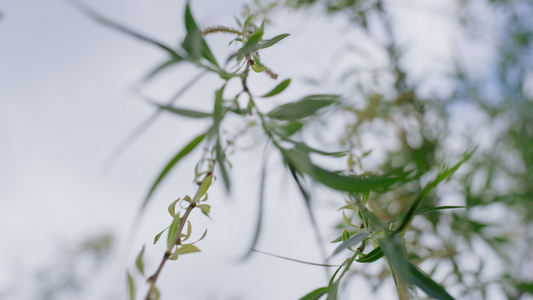 开花在春天温暖的森林的树枝视频