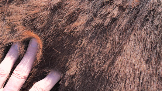 农夫手抓着棕色温血高级马的背部和肩膀毛皮上的污垢和视频